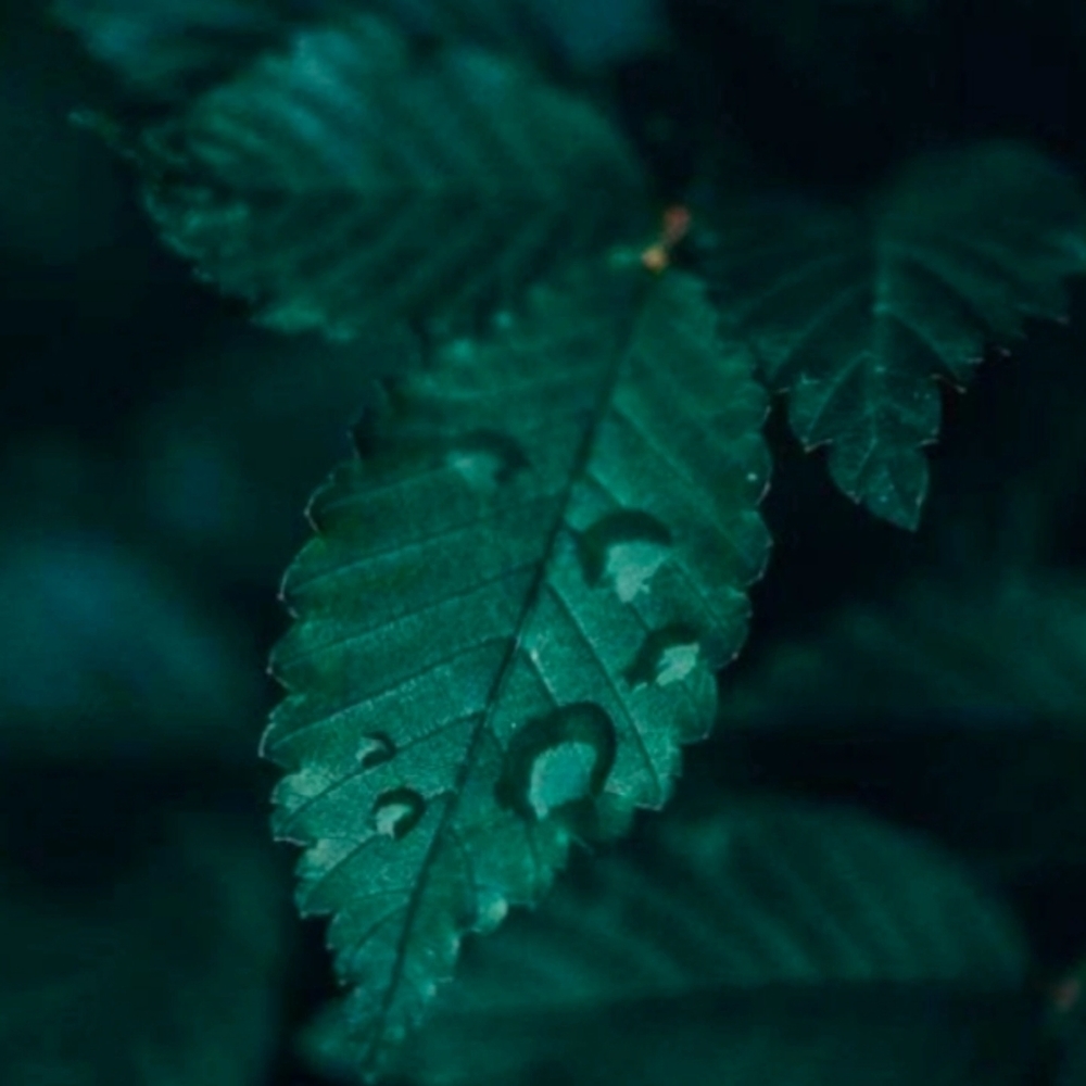 Meet your Posher, Juliann